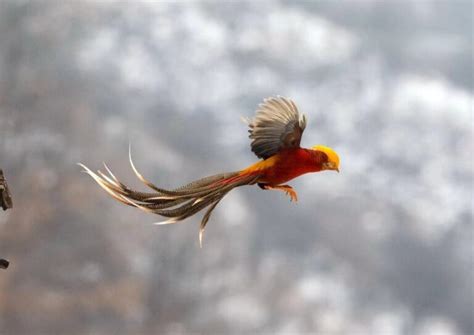 Real Phoenix Bird A Mysterious And Mythological Bird