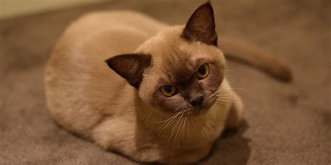 Brown Burmese Kitten