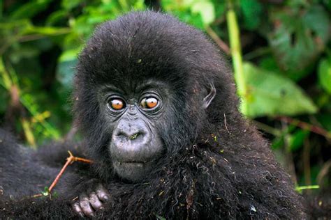 Central African Wildlife Top 5 Must See Animals