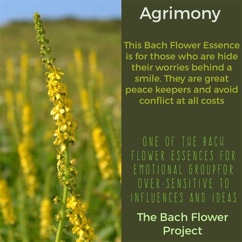 Bach Flower Remedy Agrimony Bach Flower Remedies Bach Remedy