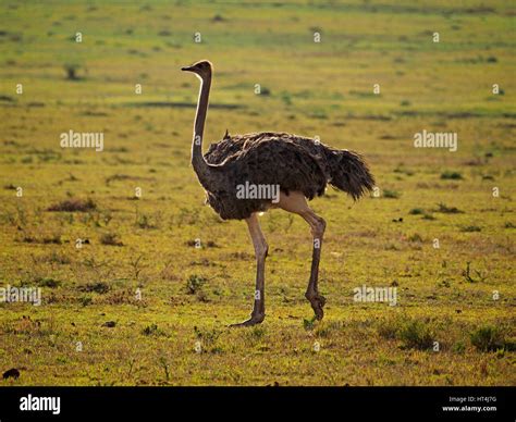 Female Common Ostrich Struthio Camelus Hunting On Short Grass Plains