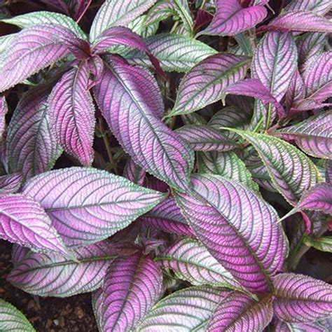 22 Of The Most Colorful House Plants That Are Hard To Kill In 2020