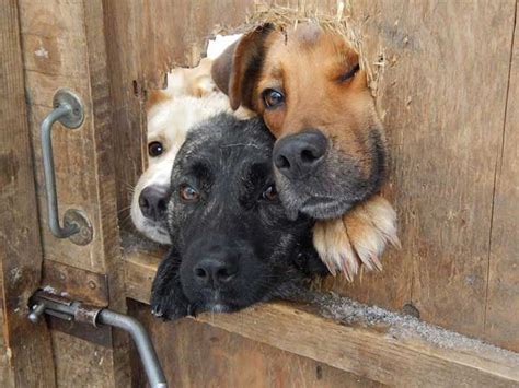 19 Dogs Who Stuck Their Heads Out Of Fences Just To Say Hi Dogs