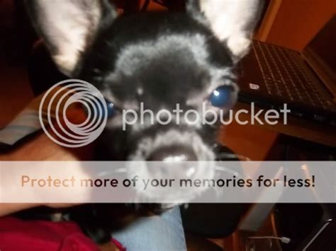 Weird White Bump On Forehead Chihuahua Forum Chihuahua Breed Dog Forums