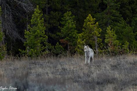 Nature Photography Wolves Of Yellowstone