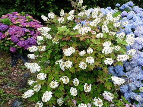 Hydrangea Quercifolia Snow Queen