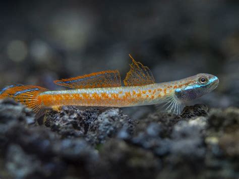 Annies Dwarf Goby Stiphodon Annieae Aquatic Arts On Sale Today For