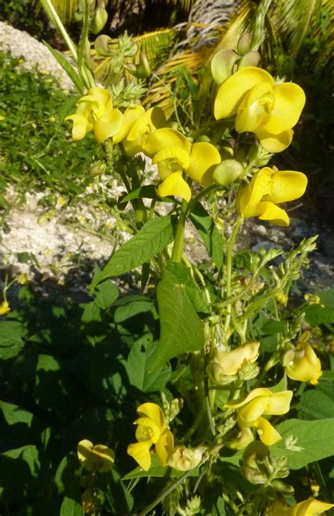 Leguminosa Y Arbusto De Flores Amarillas