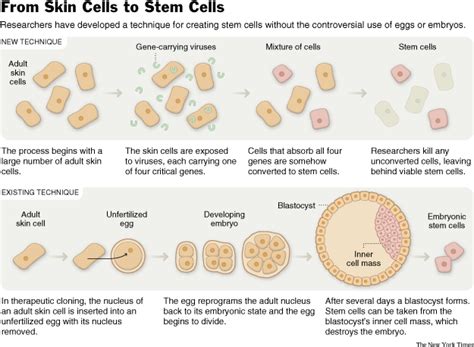 The New York Times Science Image From Skin Cells To Stem Cells