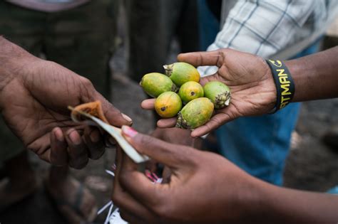 For Women In Papua New Guinea Income From Selling Betel Nut Can Come