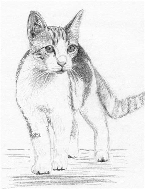 Oliver By Cchersin Cat Art Cat Drawing Animal Sketches