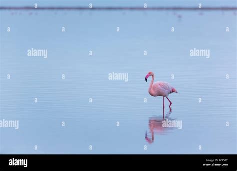 Flamingos Salinas Walvis Bay Namibia Africa Stock Photo Alamy