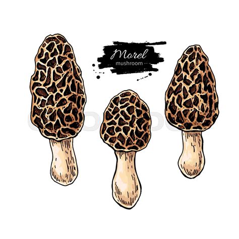 Morel Mushroom Hand Drawn Vector Illustration Set Sketch Food Drawing