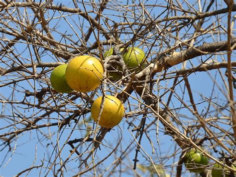 Indigenous South African Fruit