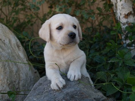 #Cream #English #Labrador #Puppy #Socallabs #California ...