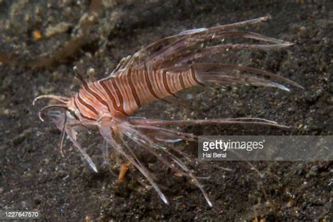 Juvenile Lionfish Photos And Premium High Res Pictures Getty Images