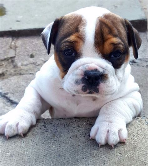 We put together the absolute biggest list, the complete guide with male and female names. Female olde english bulldog | in Long Eaton ...