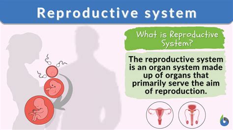 Reproductive System Definition And Examples Biology Online Dictionary