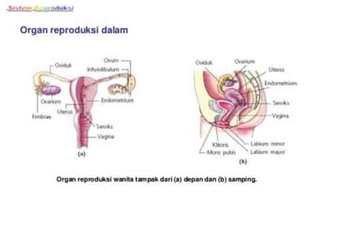 Gambar Organ Reproduksi Wanita Bagian Dalam