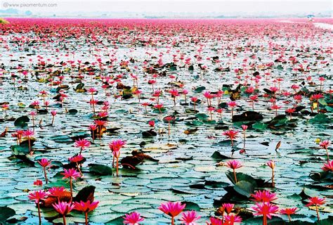 ทะเลบัวแดง หนองหาน กุมภวาปี Red Lotus Lake Kumphawapi อุดรธานี