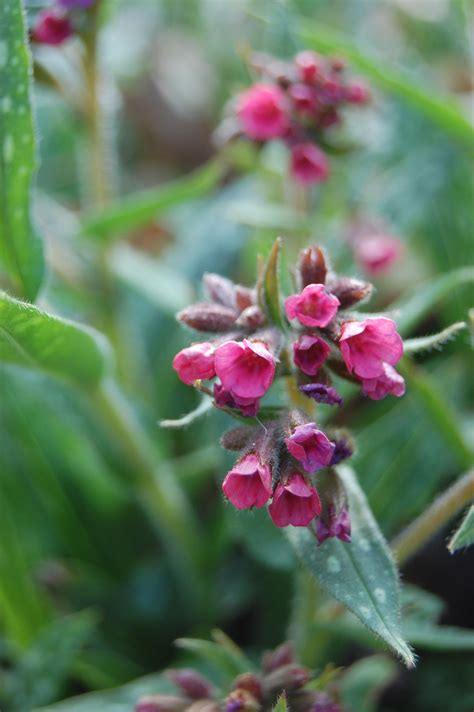 Find images of raspberry plant. Pulmonaria 'Raspberry Splash' | landscape architect's pages