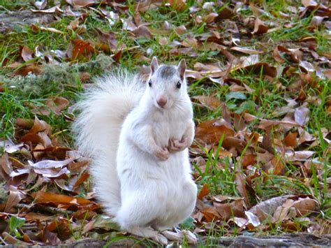 A North Carolina white squirrel ready for his close-up on my birthday
