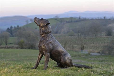 Sitting Labrador Cotswold Contemporary