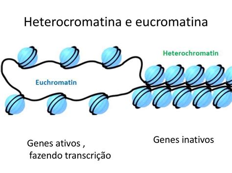 Qual A Diferença Entre Cromatina E Cromossomo