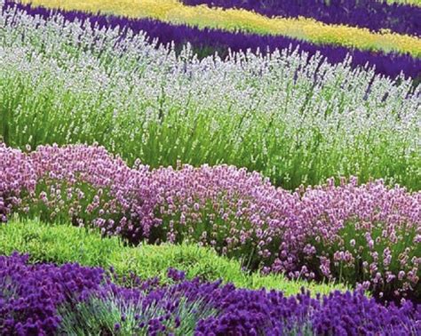 Lavender As Hedging Plants The Garden Of Eaden