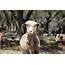 Ram/Sheep  Wildlife Rescue & Rehabilitation