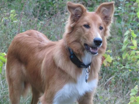 Schäferhund kleinanzeigen aus mischlingswelpen, mischlingshunde kaufen & verkaufen über kostenlose kleinanzeigen bei markt.de. Layla (Border Collie, Collie, Deutscher Schäferhund ...