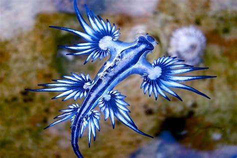 10 Photos Of Sea Slugs That Will Blow Your Ocean Lovin Mind