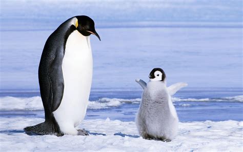 Baby Penguin Wallpaper Desktop