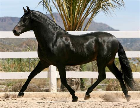 Beautiful Andalusian Horse Pictures Free Download Andalusian Horse