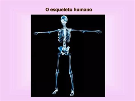Ppt O Esqueleto Humano Powerpoint Presentation Free Download Id
