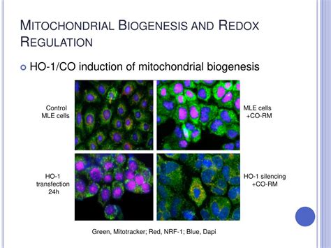 Mitochondrial biogenesis is a process by which mitochondria grow in their number and size. PPT - Mitochondrial Biogenesis and Redox Regulation ...