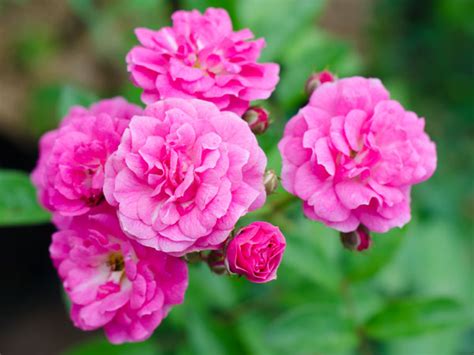 Free online quiz nomi di fiori in italiano n.29. Fiori Rosa Nomi