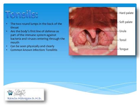 Tonsils And Adenoids And Their Effect On Growth