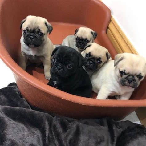 Pug Pug Puppies For Sale Near Me Cute Pugs Available For Adoption600