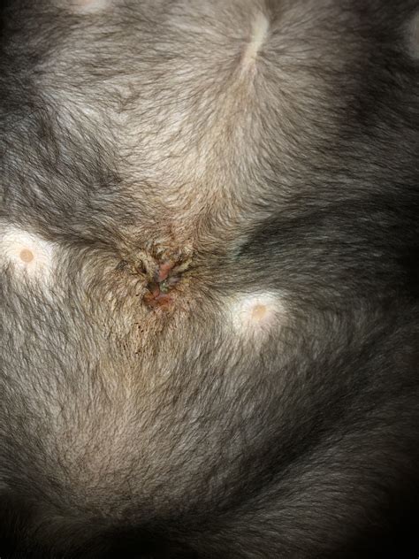 Learn what the causes of an infected neuter incision are. My Cats Spayed Incision | TheCatSite