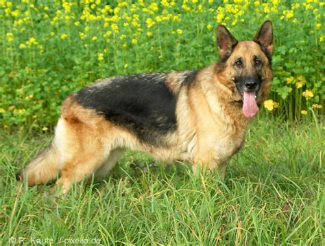 We did not find results for: German Shepherd Dog Pictures and Informations - Dog-Breeds.com