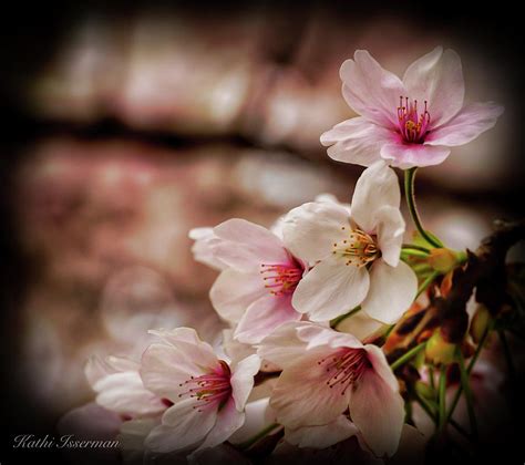 Cherry Blossoms 2019f Photograph By Kathi Isserman Fine Art America
