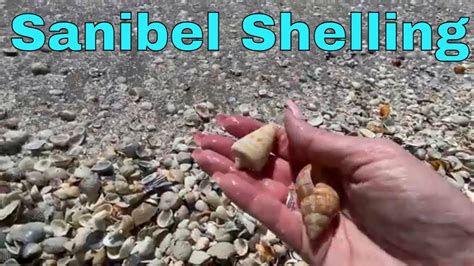 Shelling On Sanibel Island 2023 Shell Pile Near The Island Inn Youtube