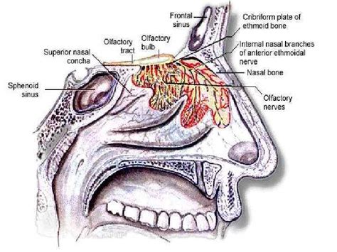 Receptors Provide Information About Both External