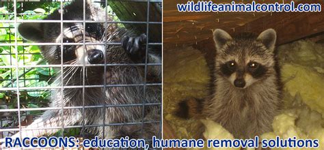 If you want to stop them from and you can use this to your advantage. How to Get Rid of Raccoons in the Attic, Roof, Ceiling ...