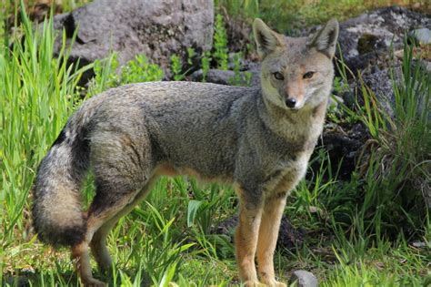 Exitosa Rehabilitación Y Liberación De Un Zorro Chilla Efectuó El Sag En La Región Radiosago