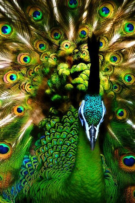 Beautiful Peacock Beautiful Peacocks Pinterest