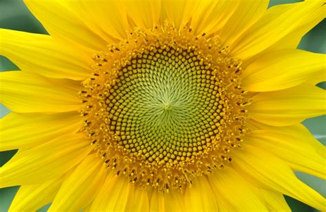 Fileyellow Sunflower 001 Wikimedia Commons