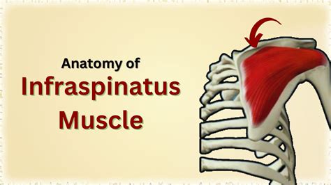 Anatomy Of Infraspinatus Muscle Muscle Of Scapular Region Rotator