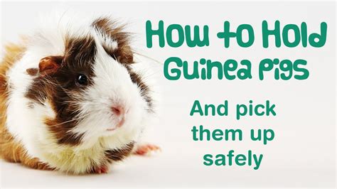 How To Hold A Guinea Pig How To Pick Up A Guinea Pig Handling